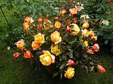 IMG00005
